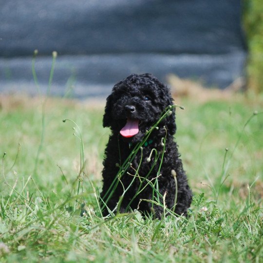 chiot Caniche Noir Aïko ( adamo) Elevage zadatis  caniche , teckel