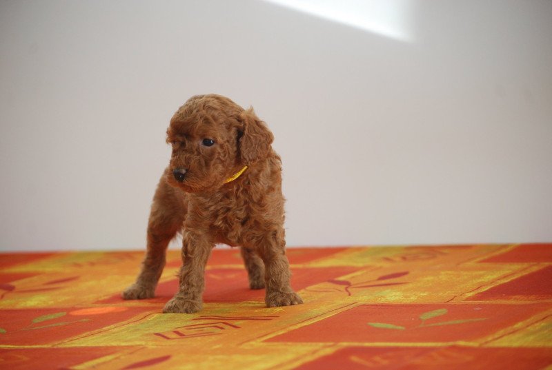 ZADATIS Agathe Femelle Caniche