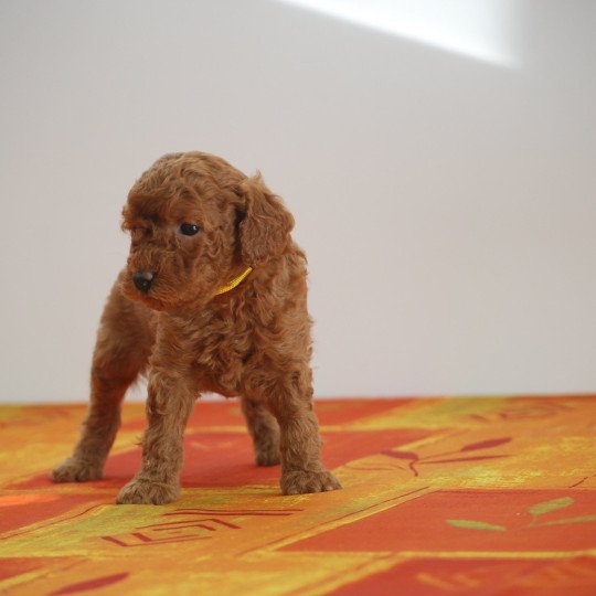 chiot Caniche Fauve Agathe Elevage zadatis  caniche , teckel