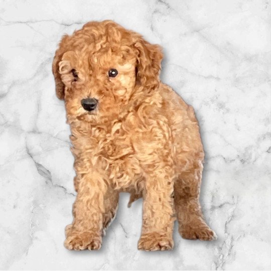 chiot Caniche Fauve Agathe Elevage zadatis  caniche , teckel