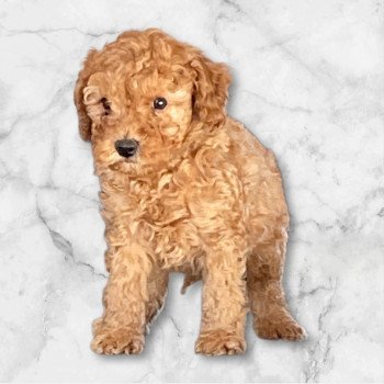 chiot Caniche Fauve Agathe Elevage zadatis  caniche , teckel