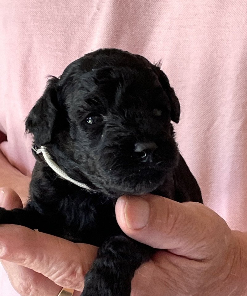 ZADATIS Albano Mâle Caniche