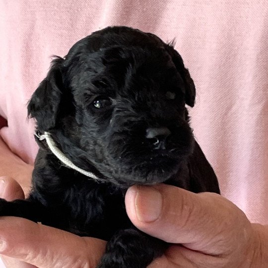 chiot Caniche Noir Albano Elevage zadatis  caniche , teckel