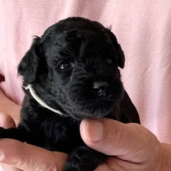 chiot Caniche Noir Albano Elevage zadatis caniche , teckel chiot Caniche Noir Albano Elevage zadatis caniche , teckel
