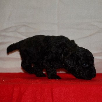 chiot Caniche Noir Aldo Elevage zadatis caniche , teckel chiot Caniche Noir Aldo Elevage zadatis caniche , teckel