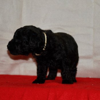 chiot Caniche Noir Aldo Elevage zadatis caniche , teckel chiot Caniche Noir Aldo Elevage zadatis caniche , teckel