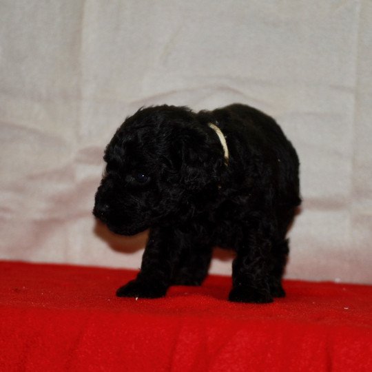 chiot Caniche Noir Aldo Elevage zadatis  caniche , teckel