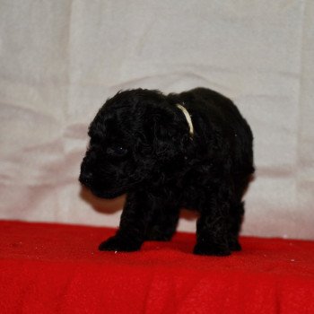 chiot Caniche Noir Aldo Elevage zadatis caniche , teckel chiot Caniche Noir Aldo Elevage zadatis caniche , teckel
