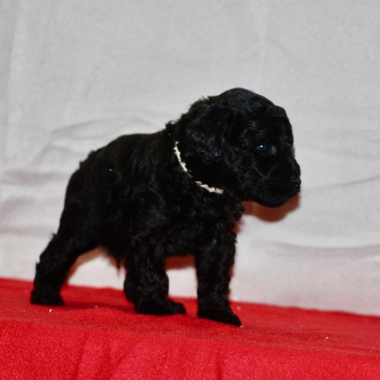 chiot Caniche Noir Aldo Elevage zadatis  caniche , teckel