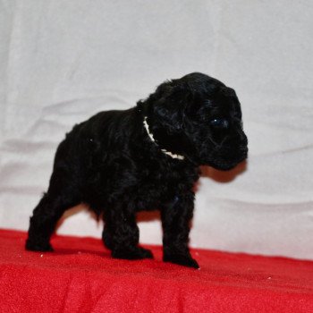 chiot Caniche Noir Aldo Elevage zadatis caniche , teckel chiot Caniche Noir Aldo Elevage zadatis caniche , teckel