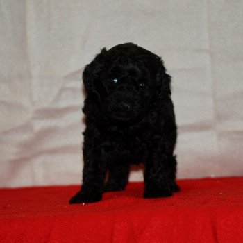 chiot Caniche Noir Aldo Elevage zadatis caniche , teckel chiot Caniche Noir Aldo Elevage zadatis caniche , teckel