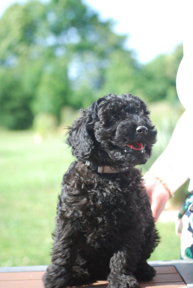 ZADATIS A kylo Mâle Caniche