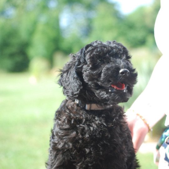 chiot Caniche Noir A kylo Elevage zadatis  caniche , teckel