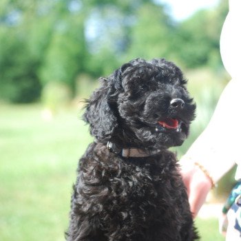 chiot Caniche Noir A kylo Elevage zadatis caniche , teckel chiot Caniche Noir A kylo Elevage zadatis caniche , teckel