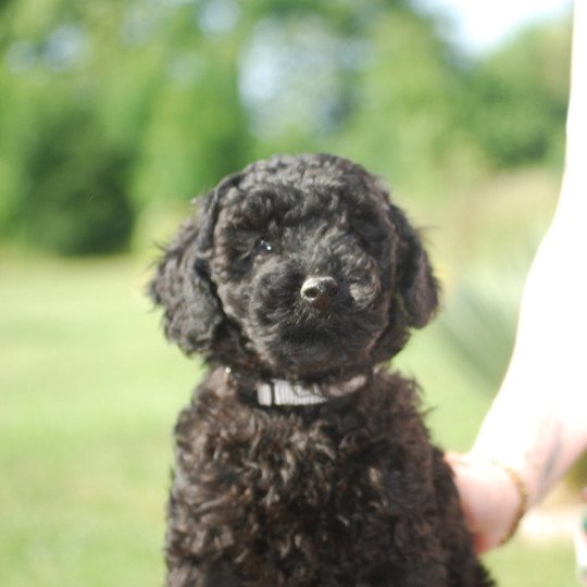 chiot Caniche Noir A kylo Elevage zadatis  caniche , teckel