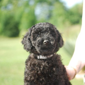 chiot Caniche Noir A kylo Elevage zadatis caniche , teckel chiot Caniche Noir A kylo Elevage zadatis caniche , teckel