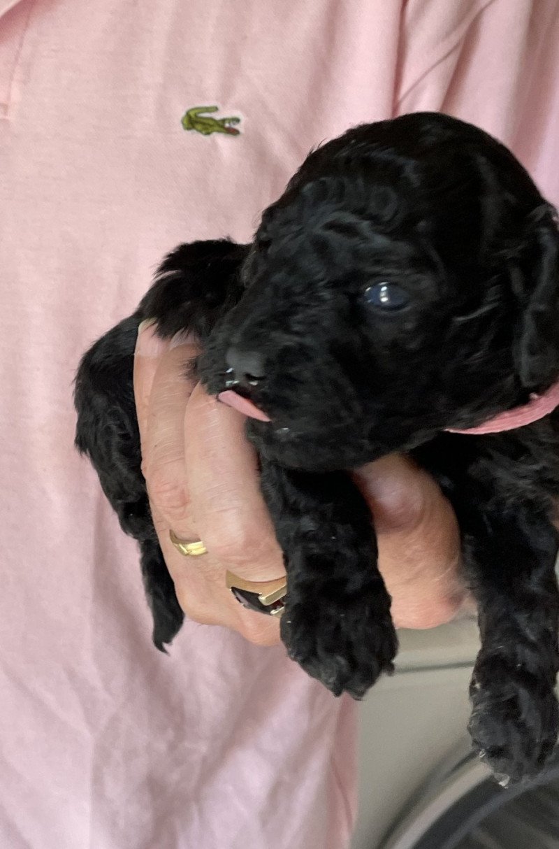ZADATIS Alma Femelle Caniche