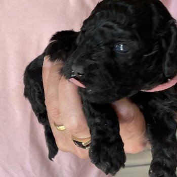 chiot Caniche Noire Alma Elevage zadatis caniche , teckel chiot Caniche Noire Alma Elevage zadatis caniche , teckel