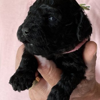 chiot Caniche Noire Alma Elevage zadatis caniche , teckel chiot Caniche Noire Alma Elevage zadatis caniche , teckel