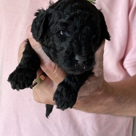 chiot Caniche Noire Alma Elevage zadatis  caniche , teckel
