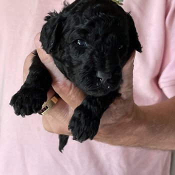 chiot Caniche Noire Alma Elevage zadatis caniche , teckel chiot Caniche Noire Alma Elevage zadatis caniche , teckel