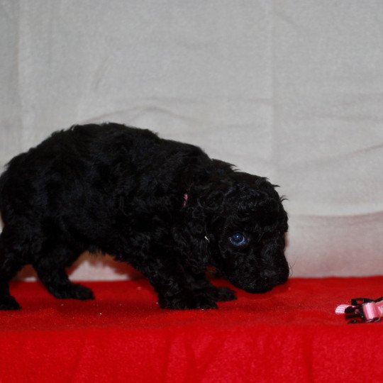 chiot Caniche Noire Alma Elevage zadatis  caniche , teckel