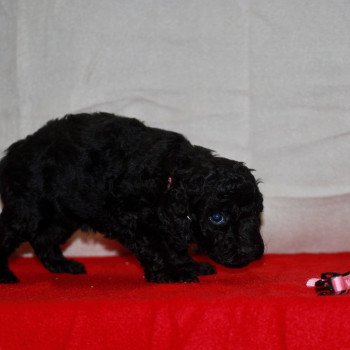 chiot Caniche Noire Alma Elevage zadatis caniche , teckel chiot Caniche Noire Alma Elevage zadatis caniche , teckel