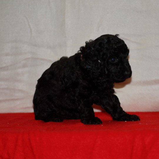 chiot Caniche Noire Alma Elevage zadatis  caniche , teckel