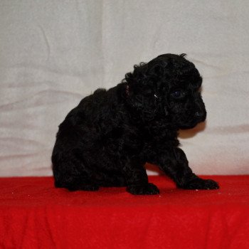 chiot Caniche Noire Alma Elevage zadatis caniche , teckel chiot Caniche Noire Alma Elevage zadatis caniche , teckel