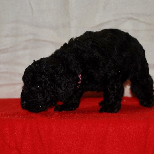 chiot Caniche Noire Alma Elevage zadatis  caniche , teckel