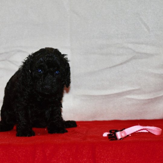 chiot Caniche Noire Alma Elevage zadatis  caniche , teckel