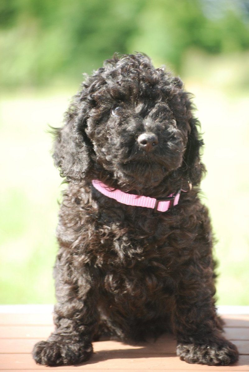ZADATIS Alma Femelle Caniche