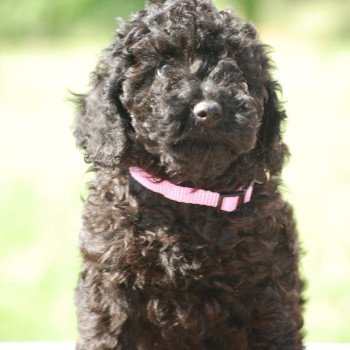 chiot Caniche Noire Alma Elevage zadatis caniche , teckel chiot Caniche Noire Alma Elevage zadatis caniche , teckel