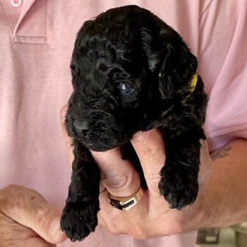 chiot Caniche Noir Alphonse Elevage zadatis caniche , teckel chiot Caniche Noir Alphonse Elevage zadatis caniche , teckel