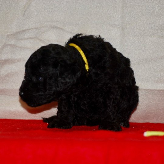 chiot Caniche Noir Alphonse Elevage zadatis  caniche , teckel
