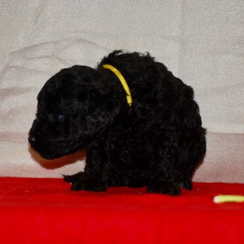 chiot Caniche Noir Alphonse Elevage zadatis caniche , teckel chiot Caniche Noir Alphonse Elevage zadatis caniche , teckel