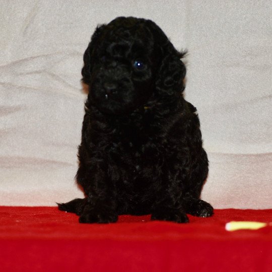 chiot Caniche Noir Alphonse Elevage zadatis  caniche , teckel