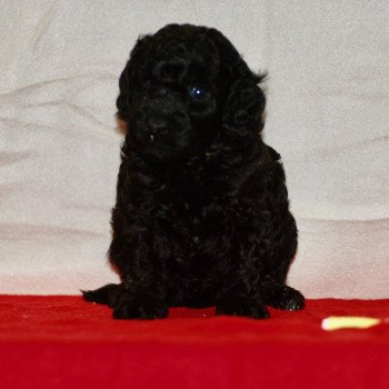chiot Caniche Noir Alphonse Elevage zadatis caniche , teckel chiot Caniche Noir Alphonse Elevage zadatis caniche , teckel