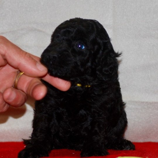 chiot Caniche Noir Alphonse Elevage zadatis  caniche , teckel