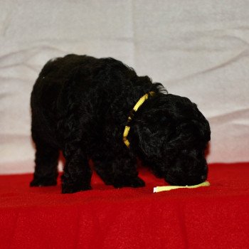 chiot Caniche Noir Alphonse Elevage zadatis caniche , teckel chiot Caniche Noir Alphonse Elevage zadatis caniche , teckel