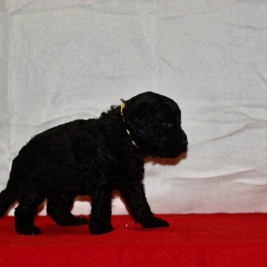 chiot Caniche Noir Alphonse Elevage zadatis  caniche , teckel