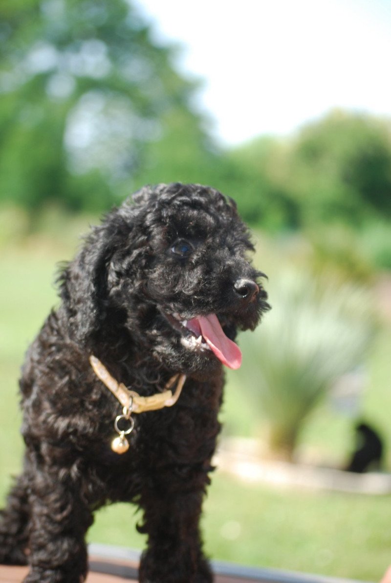 ZADATIS Alfred Mâle Caniche