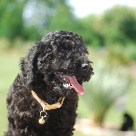chiot Caniche Noir Alfred Elevage zadatis  caniche , teckel