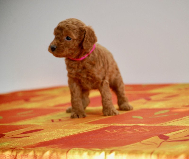 ZADATIS Anais Femelle Caniche