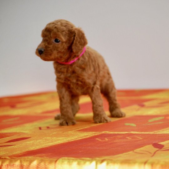 chiot Caniche Fauve rouge Anais Elevage zadatis  caniche , teckel