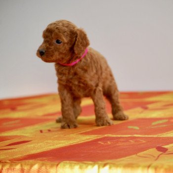 chiot Caniche Fauve rouge Anais Elevage zadatis  caniche , teckel