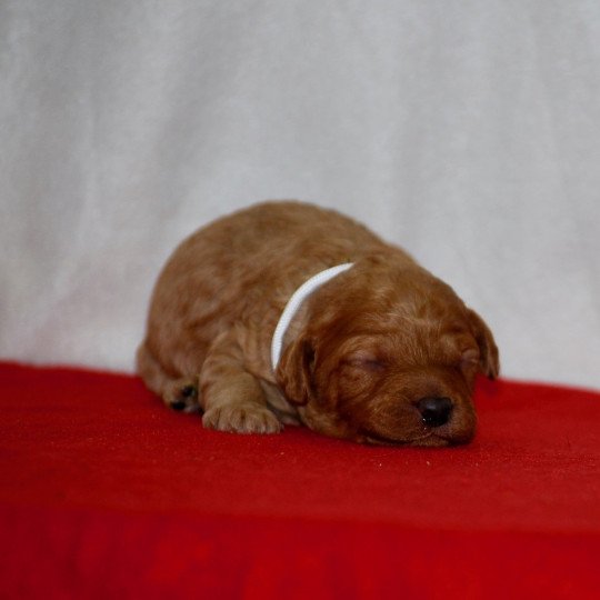 ZADATIS Anastasia Femelle Caniche