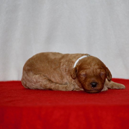 chiot Caniche Fauve Anastasia Elevage zadatis  caniche , teckel