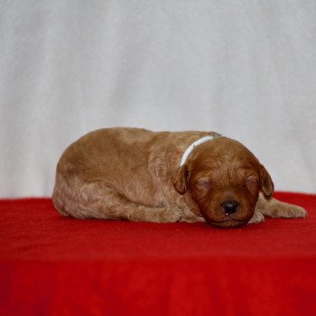 chiot Caniche Fauve Anastasia Elevage zadatis  caniche , teckel chiot Caniche Fauve Anastasia Elevage zadatis  caniche , teckel