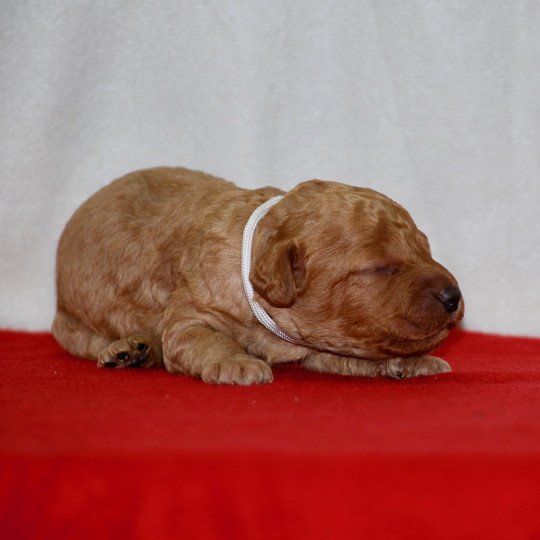 chiot Caniche Fauve Anastasia Elevage zadatis  caniche , teckel